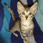 Elijah Blue Mau silver male DOB 5-15-22