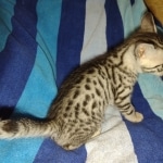 Elijah Blue Mau silver male DOB 5-15-22