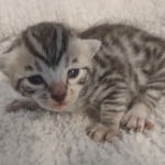 Mau silver male DOB 5-15-22