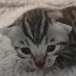 Mau silver male DOB 5-15-22