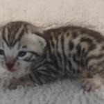 Mau silver male DOB 5-15-22