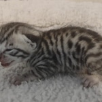 Mau silver male DOB 5-15-22