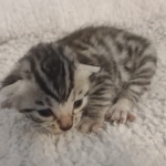 Mau silver male DOB 5-15-22