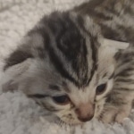 Mau silver male DOB 5-15-22