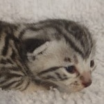 Mau silver male DOB 5-15-22