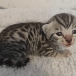 Elijah Blue Mau silver male DOB 5-15-22