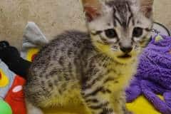 Pixel Egyptian Mau Silver Male DOB 5-5-23