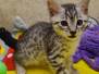 Pixel Egyptian Mau Silver Male DOB 5-5-23