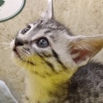 Egyptian-Mau-face