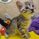Egyptian-Mau-for-sale