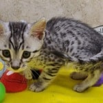 Egyptian-Mau-kitten-for-sale