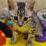Egyptian-Mau-male-DOB-5-5-23