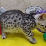 Egyptian-Mau-male