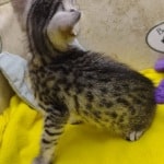 Egyptian-Mau-spotted-kittens