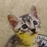 Egyptian-Mau