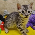 Mau-kitten-male