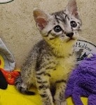 Mau-kitten