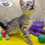 Mau-silver-male