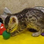 Mau-silver-spotted