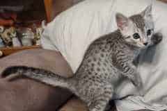 Apollo Egyptian Mau silver male DOB 6-10-23