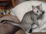 Apollo Egyptian Mau silver male DOB 6-10-23