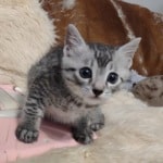 Mau silver male DOB 6-10-23