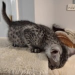 Mau silver male DOB 6-10-23