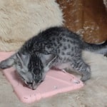 Mau silver male DOB 6-10-23