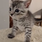 Mau silver male DOB 6-10-23