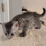 Mau silver male DOB 6-10-23