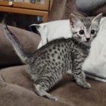 Egyptian Mau silver kitten
