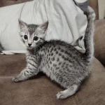 Egyptian Mau silver kitten