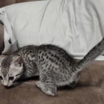 Egyptian Mau silver kitten