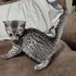 Egyptian Mau silver kitten