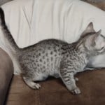 silver-mau-male-1