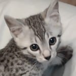silver-mau-male