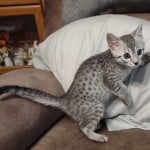 silver-mau-male2