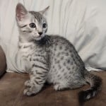 silver-mau-male3