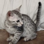 silver-mau-male4