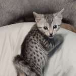 silver-mau-male5