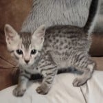 Egyptian Mau silver kitten