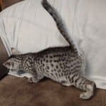 Egyptian Mau silver kitten
