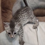 Egyptian Mau silver kitten