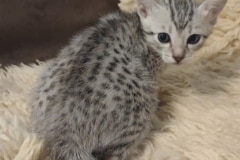 Egyptian Mau Silver Male DOB 6-20-25