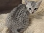 Egyptian Mau Silver Male DOB 6-20-25