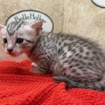 Mau-kitten-silver-Male-a