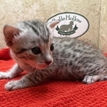 Mau-kitten-silver-Male-b