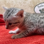 Mau-kitten-silver-Male-c