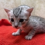 Mau-kitten-silver-Male-d