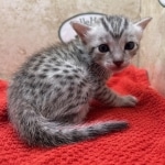Mau-kitten-silver-Male
